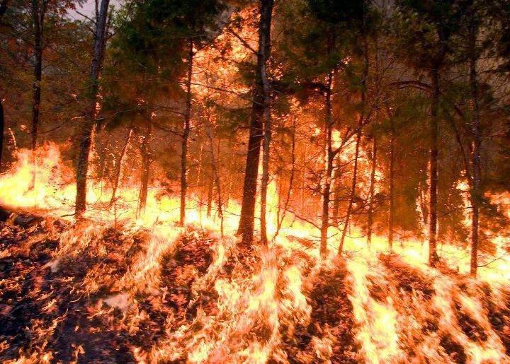 Fire covers the ground, while climbing the trees.